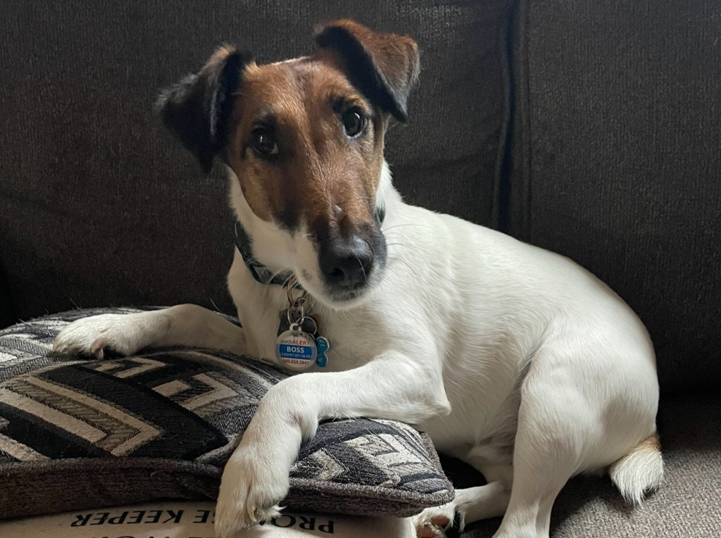 Establishing a Trust for&nbsp;Pets